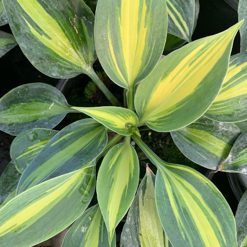 Party Popper Hosta