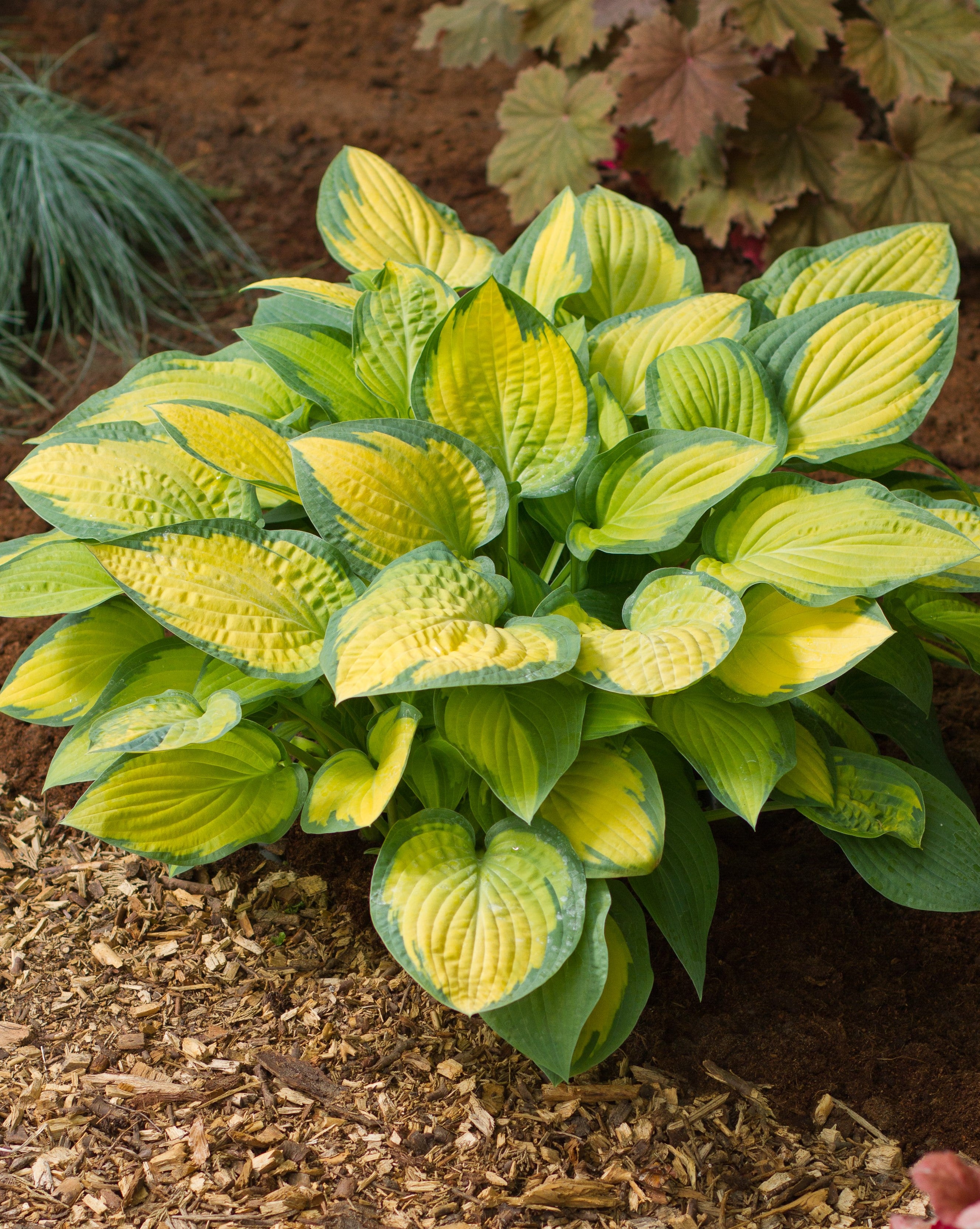 Paul's Glory Hosta – The Happy Hosta