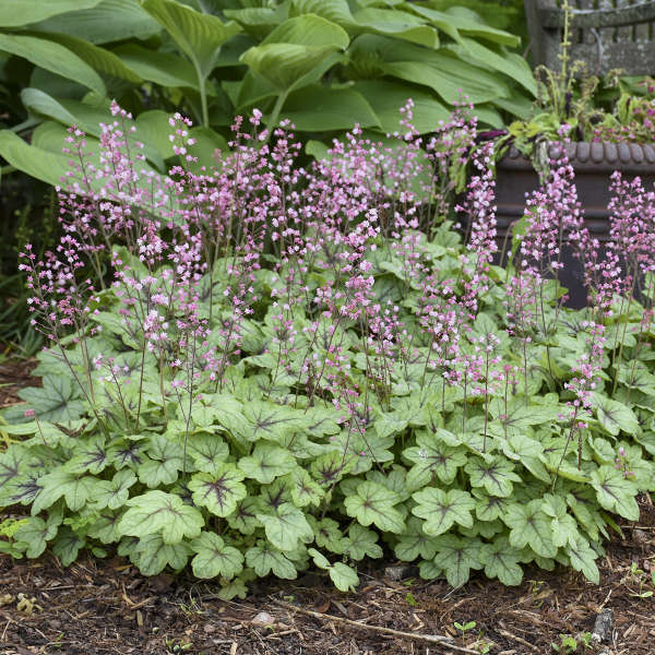 Pink Fizz Coral Bell