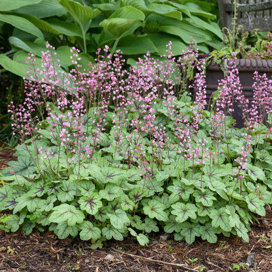 Pink Fizz Coral Bell