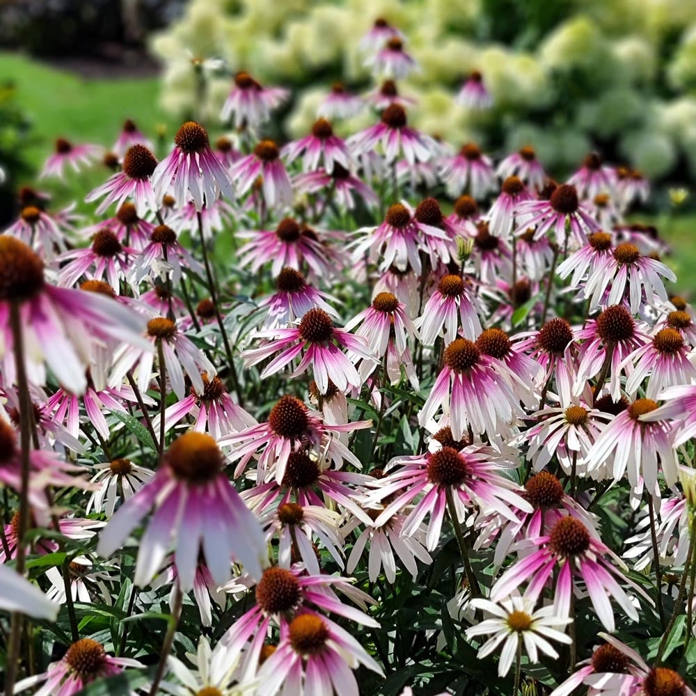 Pretty Parasols Echinacea