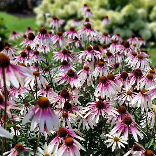 Pretty Parasols Echinacea