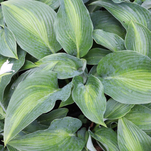 Pull of the Moon Hosta - The Happy Hosta