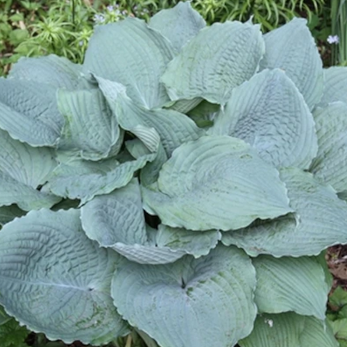 Queen of the Seas Hosta