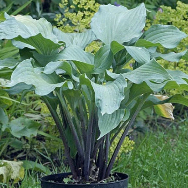 Red Wine Fries Hosta