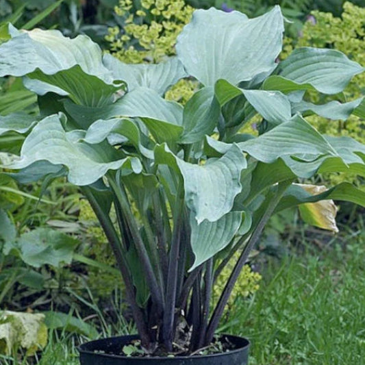 Red Wine Fries Hosta