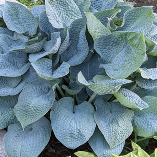 Sapphire Pillows Hosta