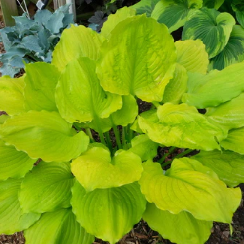 Seasons in the Sun Hosta - The Happy Hosta