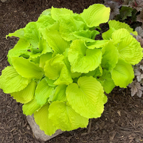 Seven Year Itch Hosta