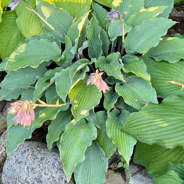 Shamrock Shake Hosta