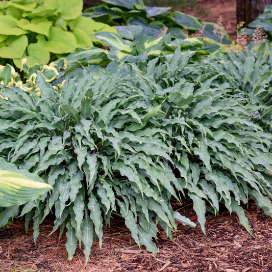 Silly String Hosta