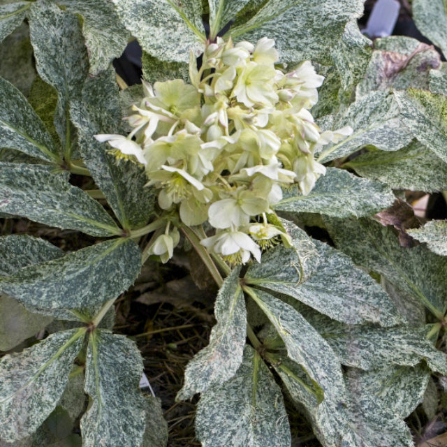 Snow Fever Helleborus