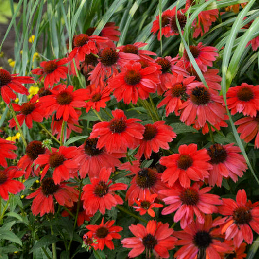 Sombrero Salsa Red Echinacea
