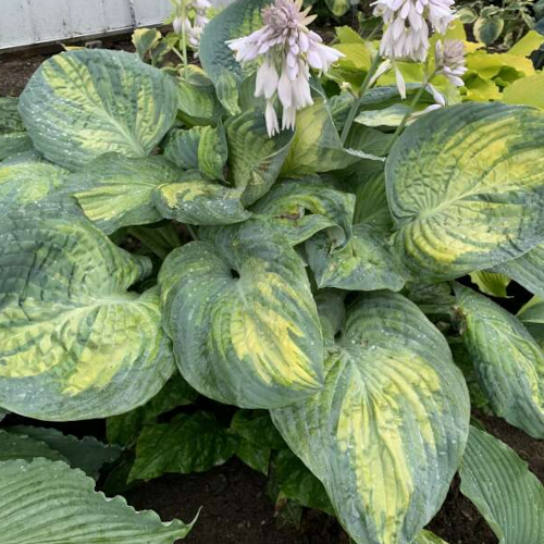 Sound of Music Hosta