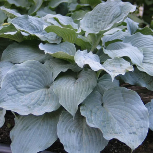 Sterling Medallion Hosta - The Happy Hosta