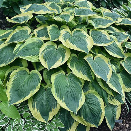 Sugar Cookie Hosta