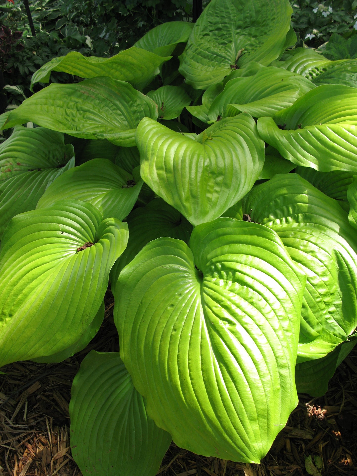 Sum and Substance Hosta