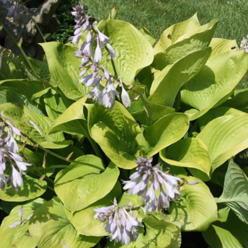 Sum and Substance Hosta - The Happy Hosta