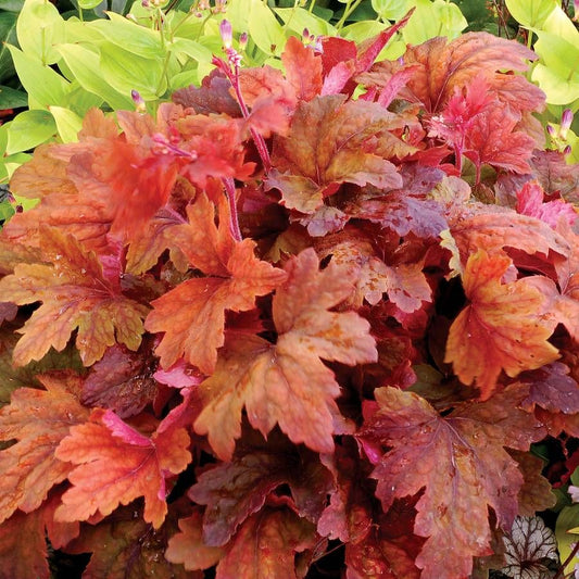 Sweet Tea Coral Bell