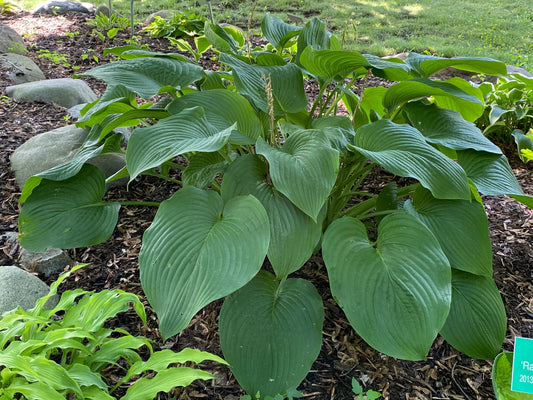 T Rex Hosta