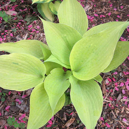 Tasmanian Toad Hosta - The Happy Hosta