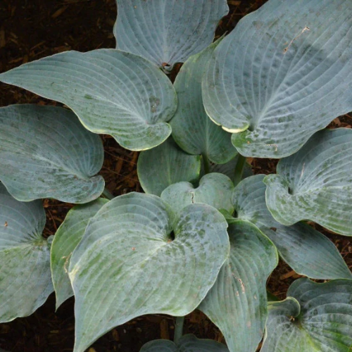 The Future King Hosta - The Happy Hosta