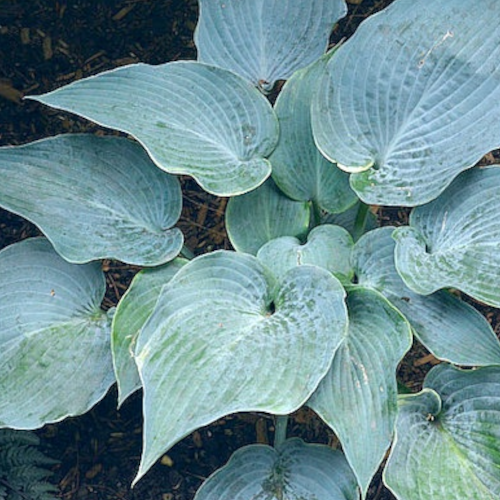 The Future King Hosta