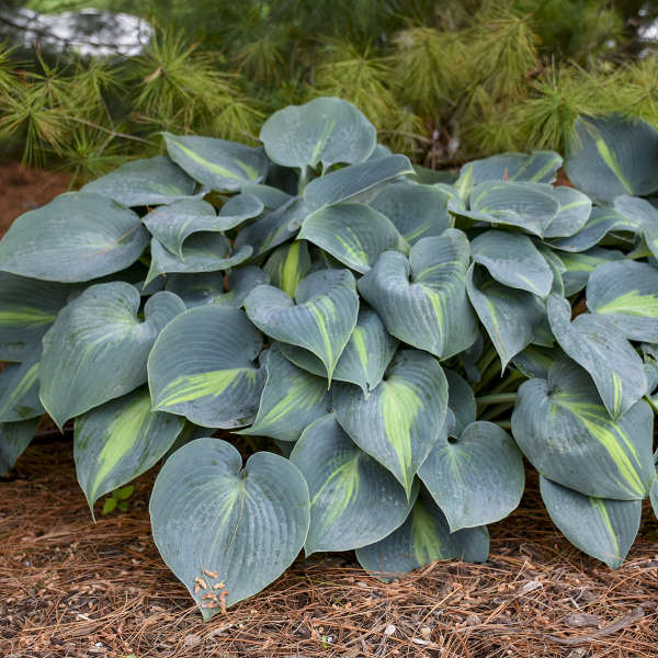 Touch of Class Hosta