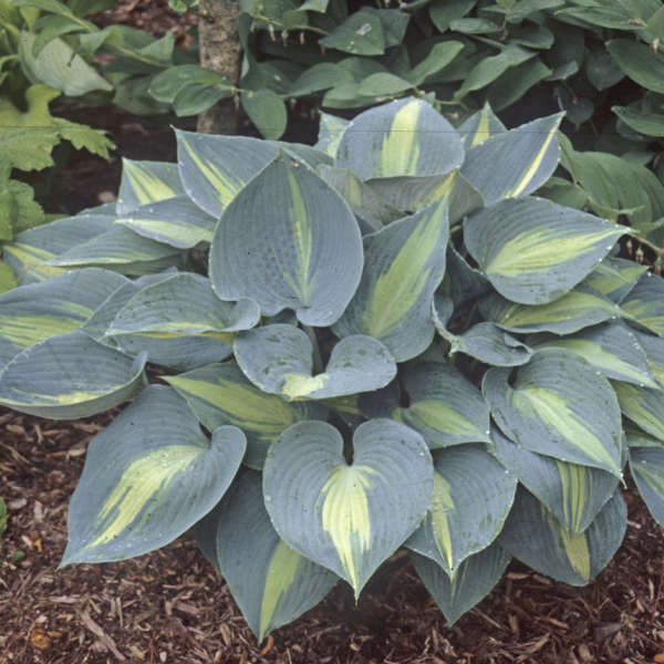 Touch of Class Hosta