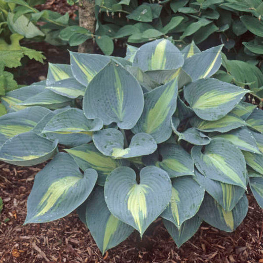 Touch of Class Hosta