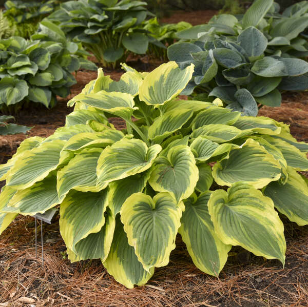 Trendsetter Hosta liners