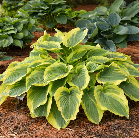 Trendsetter Hosta liners