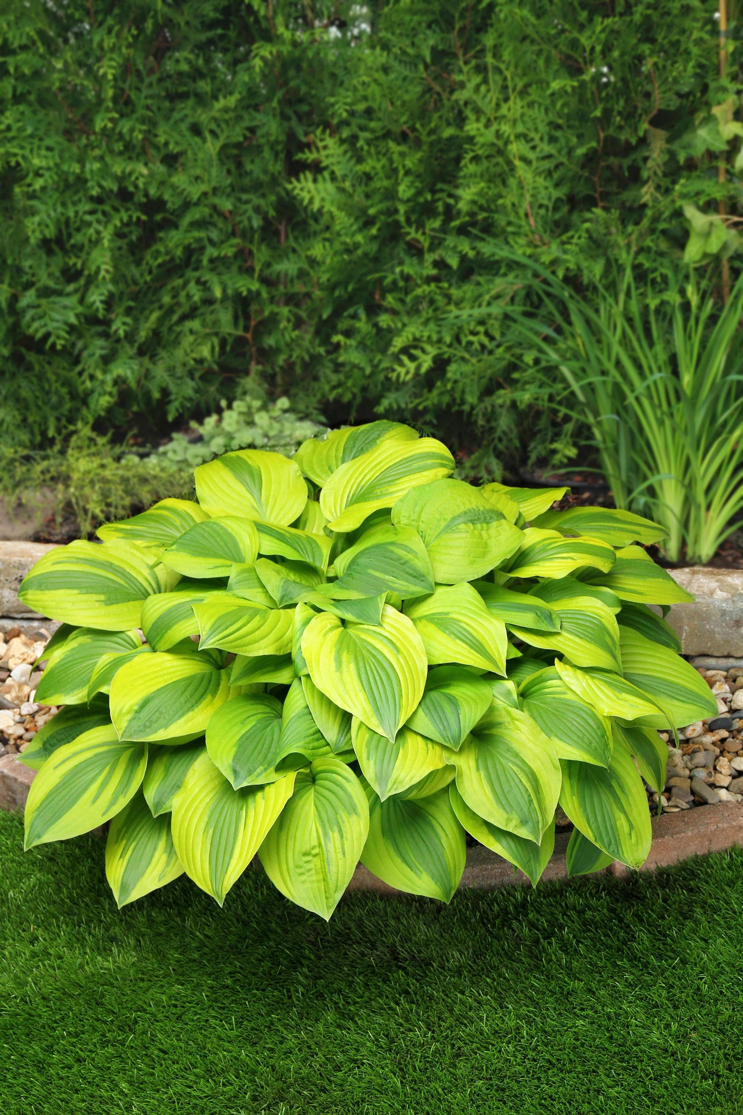 Velvet Moon Hosta