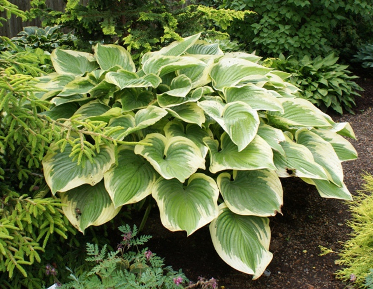 Victory Hosta liners – The Happy Hosta