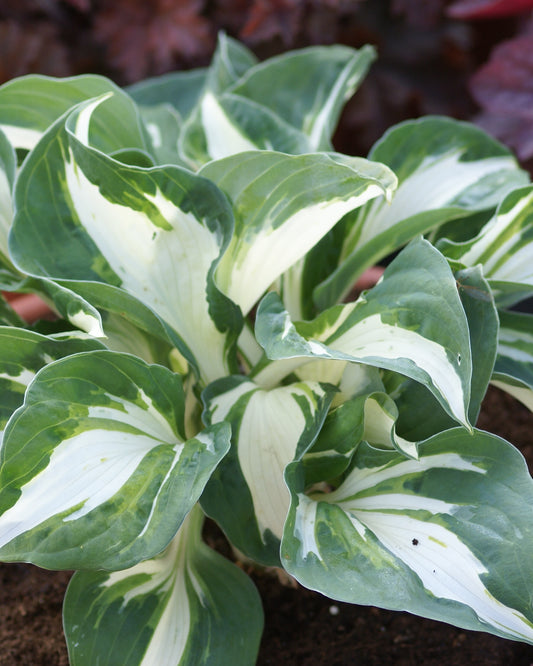 Vulcan Hosta liners