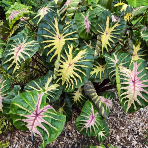 Waikiki Elephant Ears
