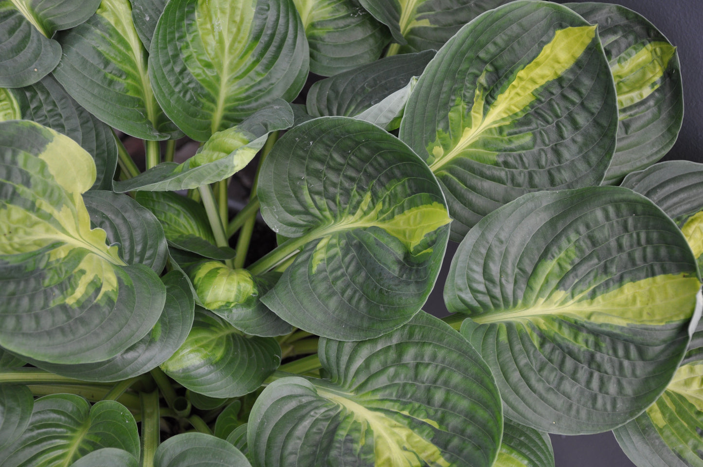 Warwick Comet Hosta