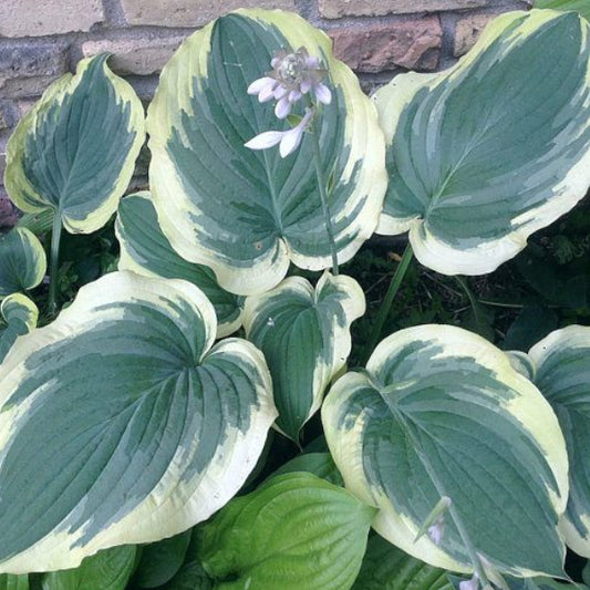 Wildest Dream Hosta