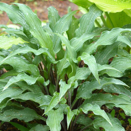 Zucchini Fries Hosta - The Happy Hosta
