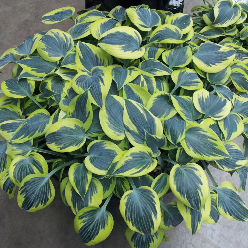 Ben Vernooij Hosta