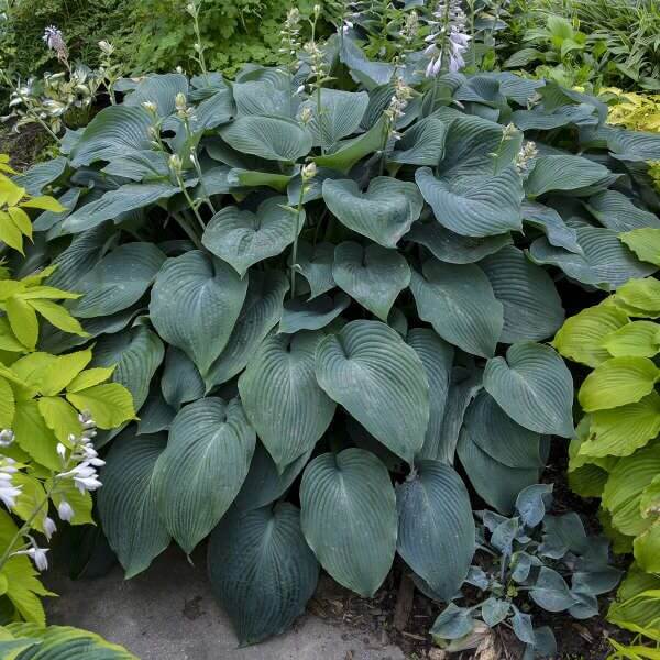 Blue Jean Bling Hosta