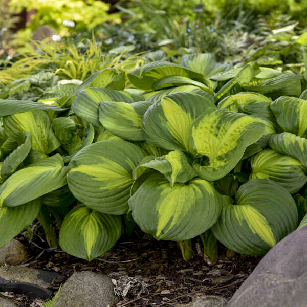Cathedral Windows Hosta