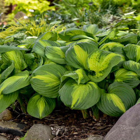 Cathedral Windows Hosta