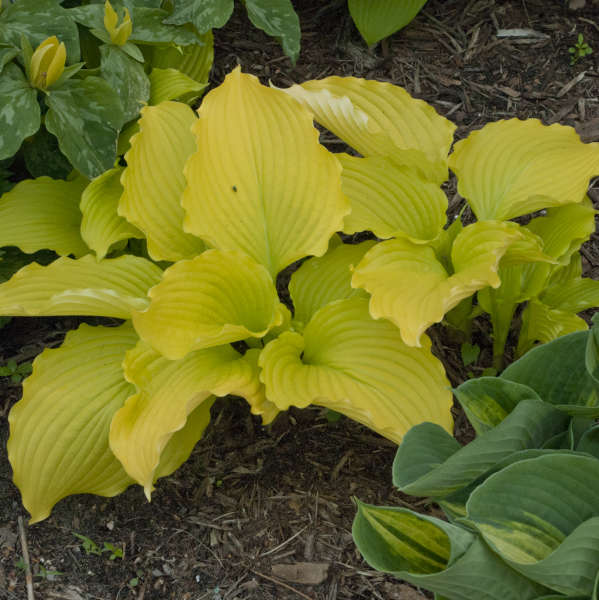 Dancing Queen Hosta