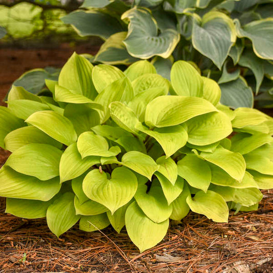 Fire Island Hosta