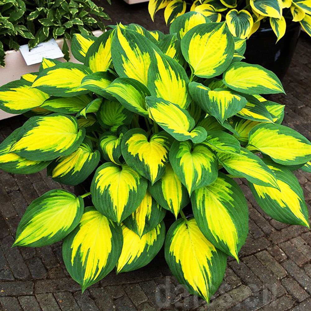 Forbidden Fruit Hosta