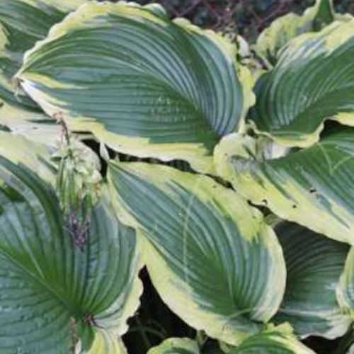 Giggling Greta Hosta