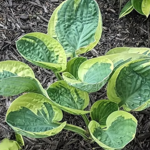 Hummingbirds Nest Hosta