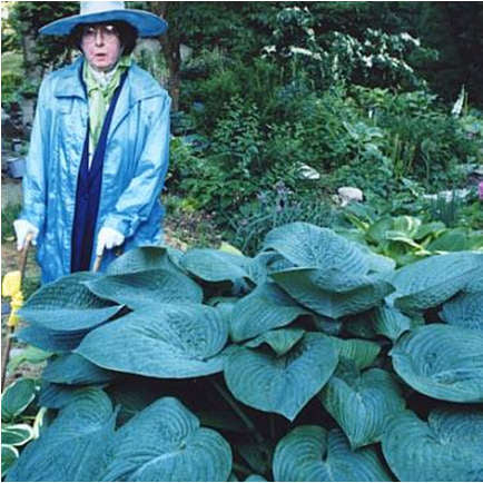 Humpback Whale Hosta