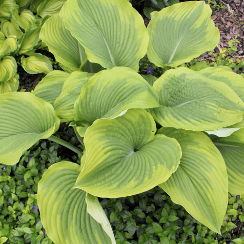 Michigander Hosta